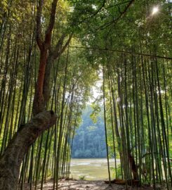 Chattahoochee Bamboo Forest