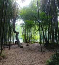 Chattahoochee Bamboo Forest
